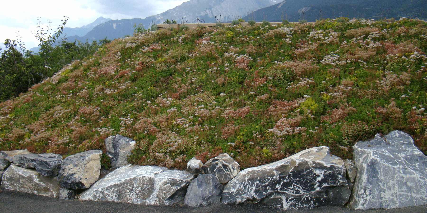 Talus de Phedimus